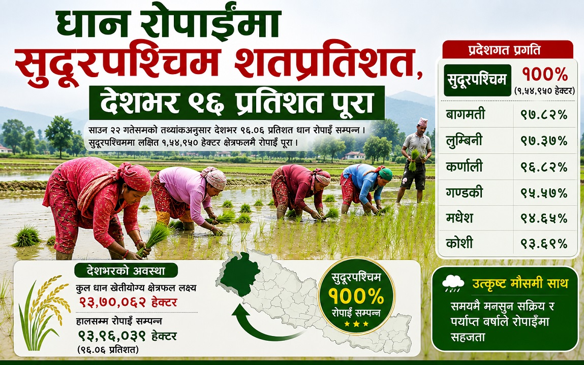 धान रोपाइँमा सुदूरपश्चिम शतप्रतिशत, देशभर ९६ प्रतिशत पूरा